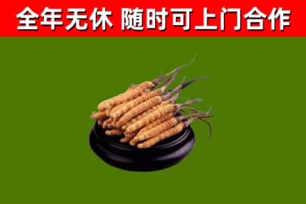 邢台回收冬虫夏草