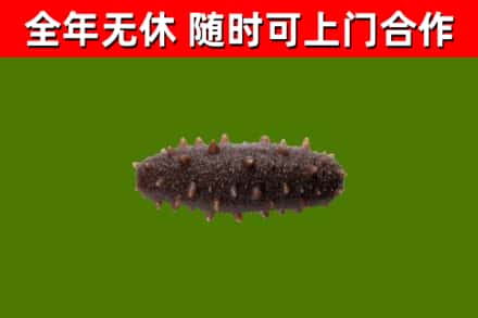 邢台回收海参干